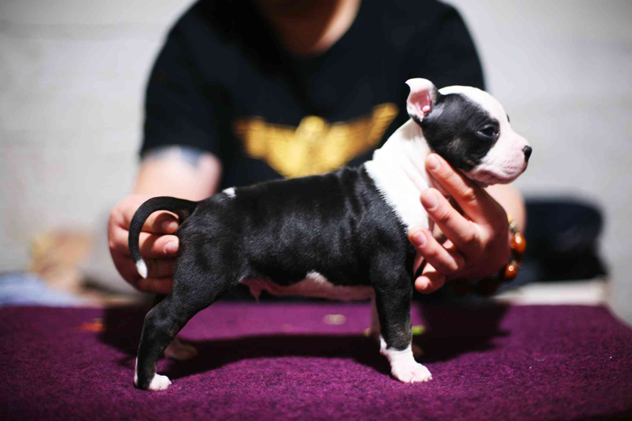 美系斯塔福新生犬2021(1)