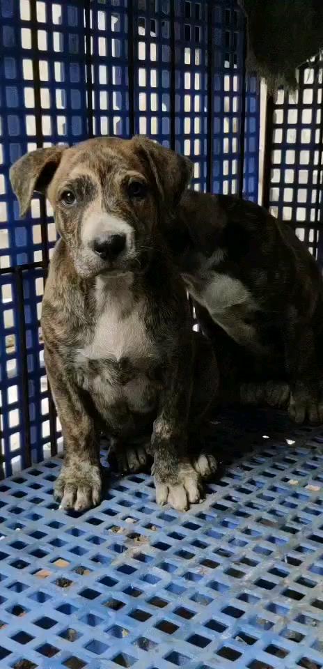 杜高串大体比特小狗