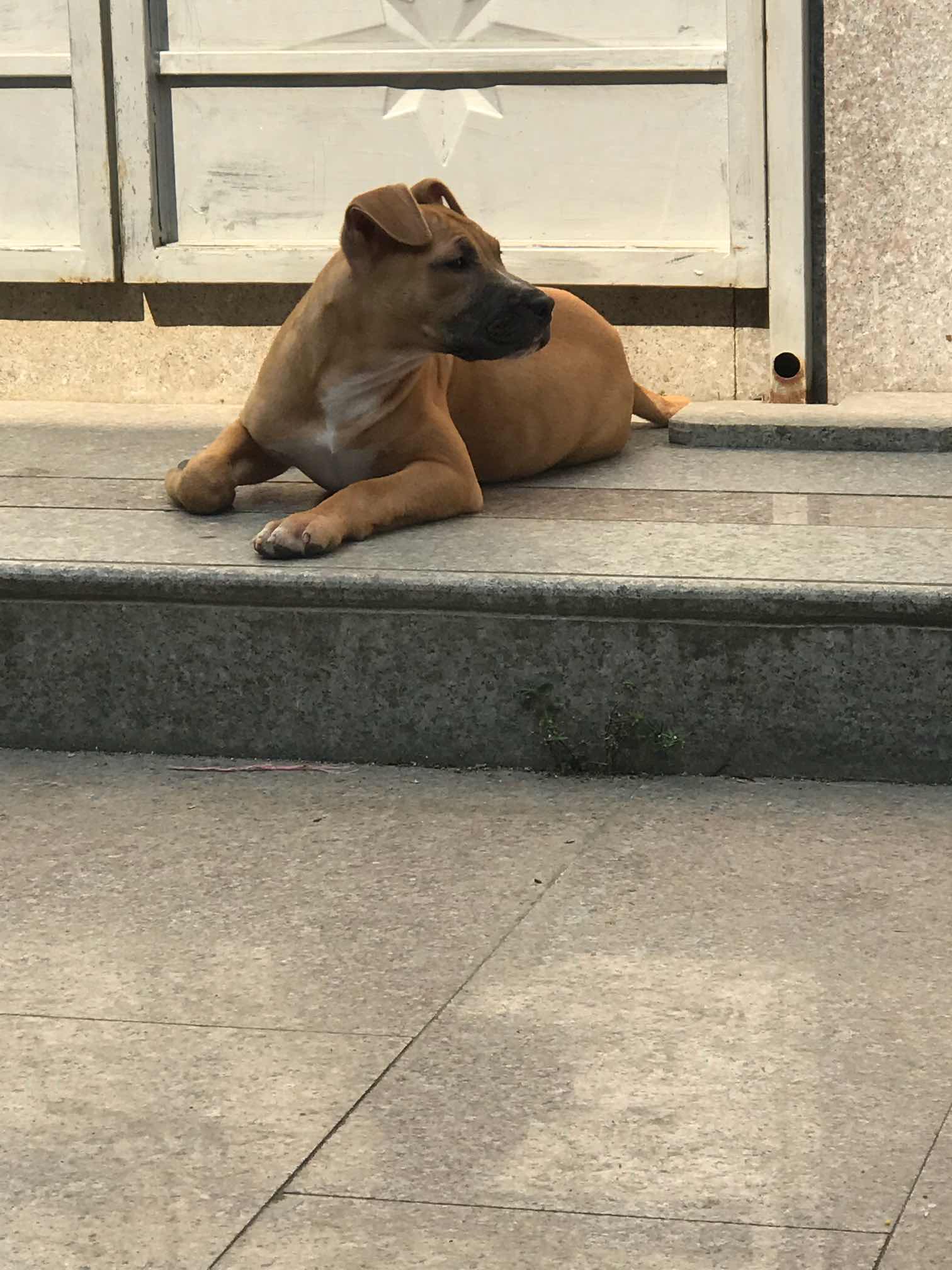 基多系3个月小狗