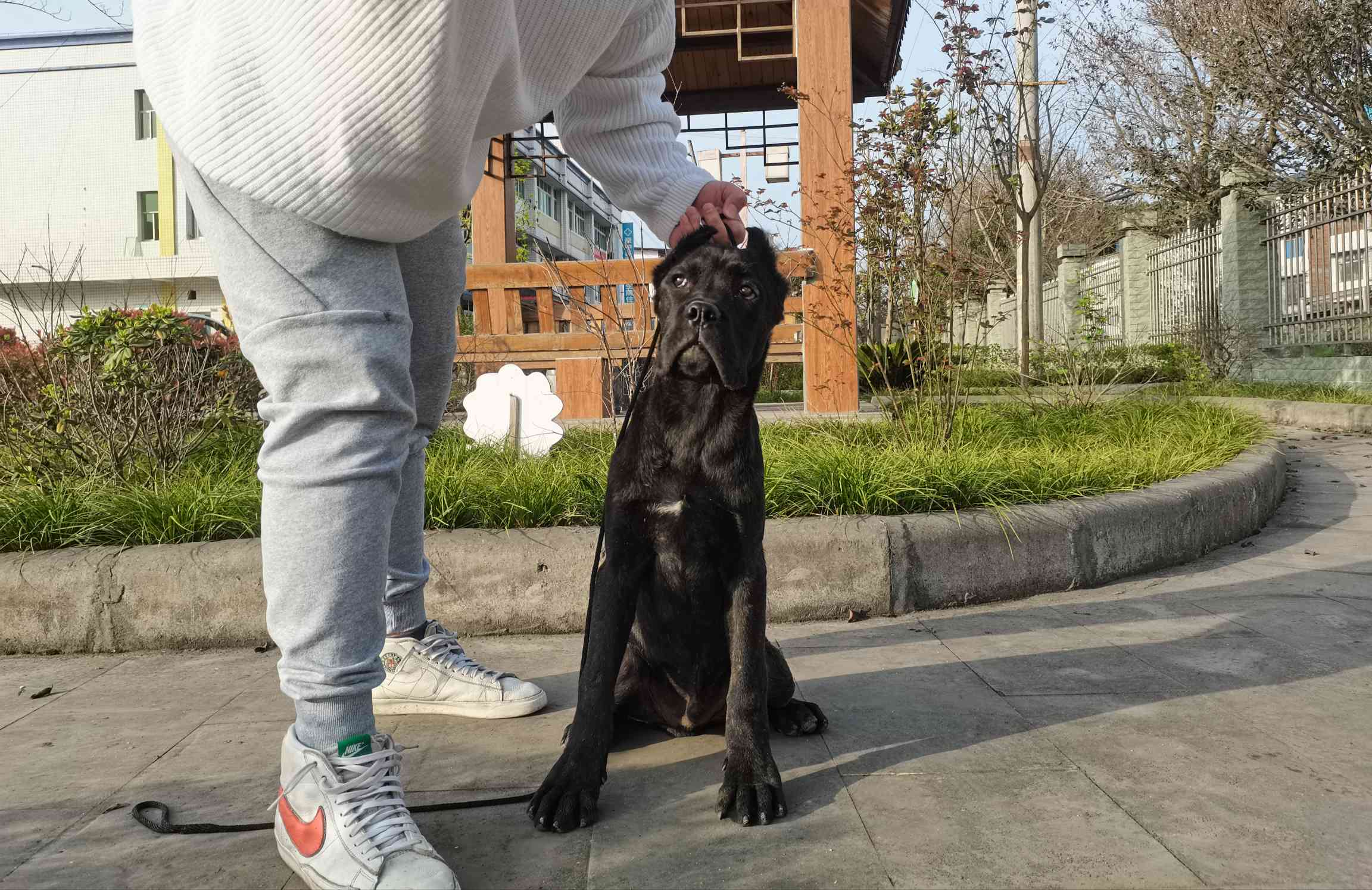 黑色虎斑公 - 卡斯羅交易 - 猛犬俱樂部-中國具有影響力的猛犬網站