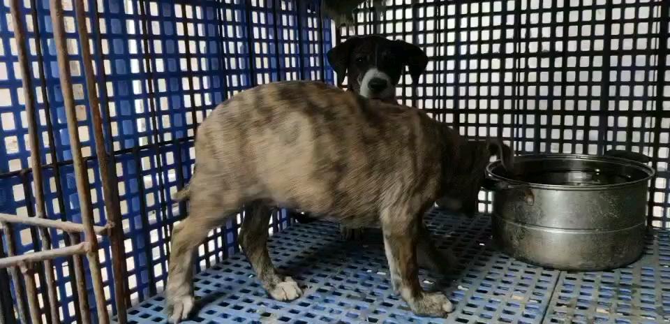 杜高串大体比特