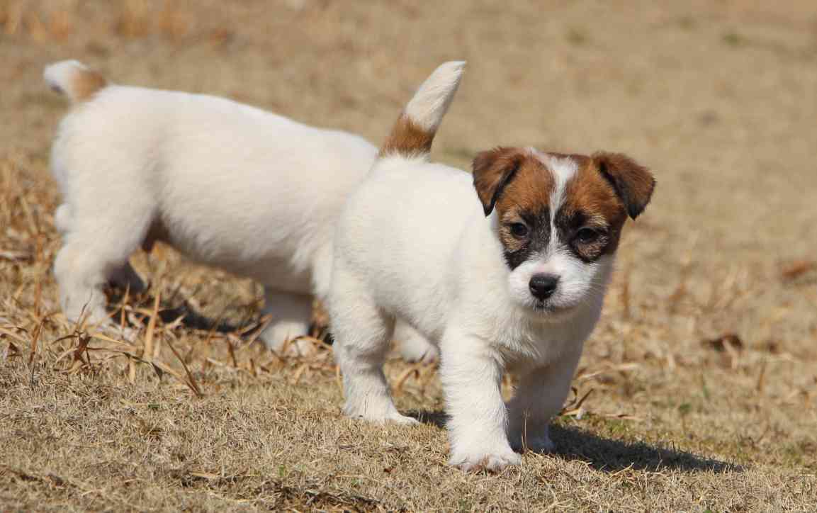 杰克罗素梗幼犬