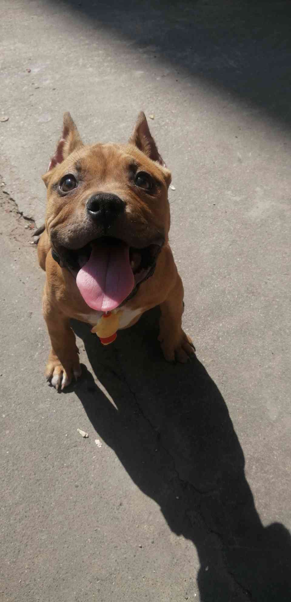 小恶霸 取名伯爵