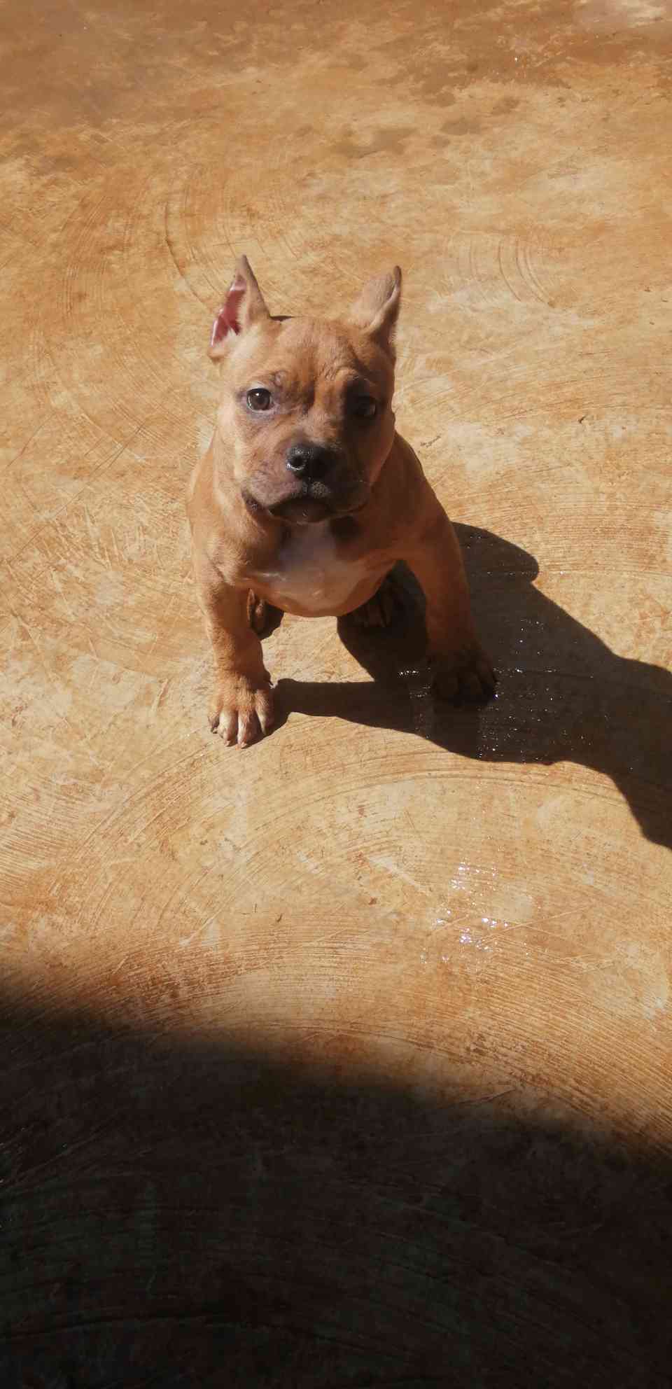 小恶霸 取名伯爵