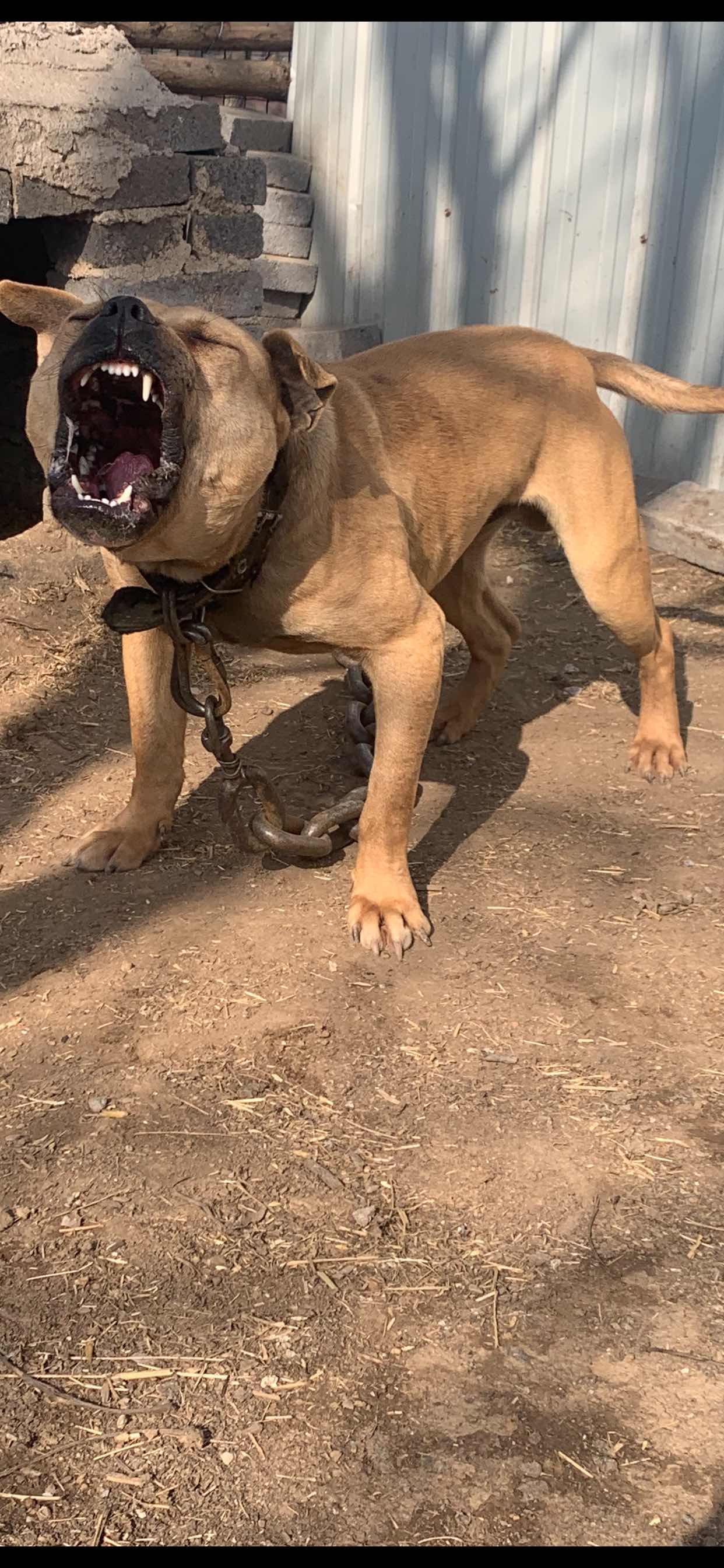 比特犬交易 - 猛犬俱乐部-中国具有影响力的猛犬网站 - powered by