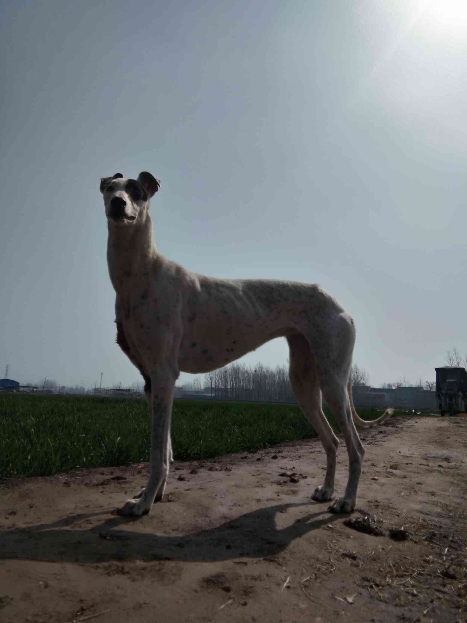 灵缇- 格力|惠比特 - 猛犬俱乐部-中国具有影响力的猛犬网站