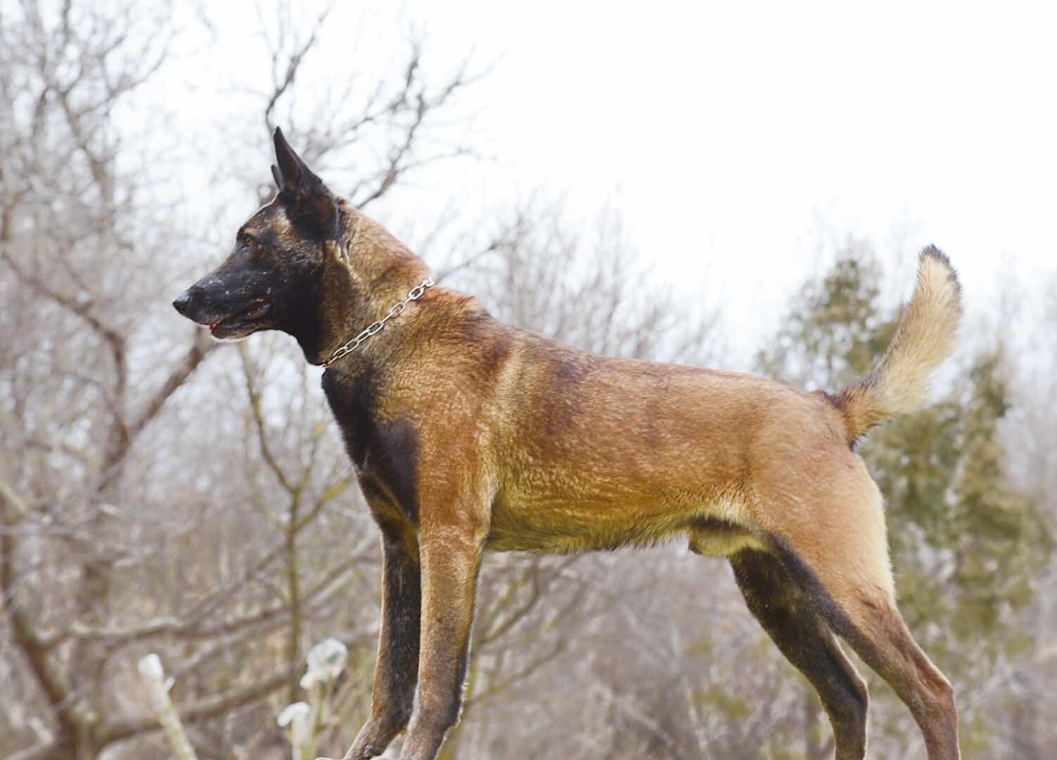 正宗比利時馬犬暴龍搭配窟窿金獎將普女兒小狗出售