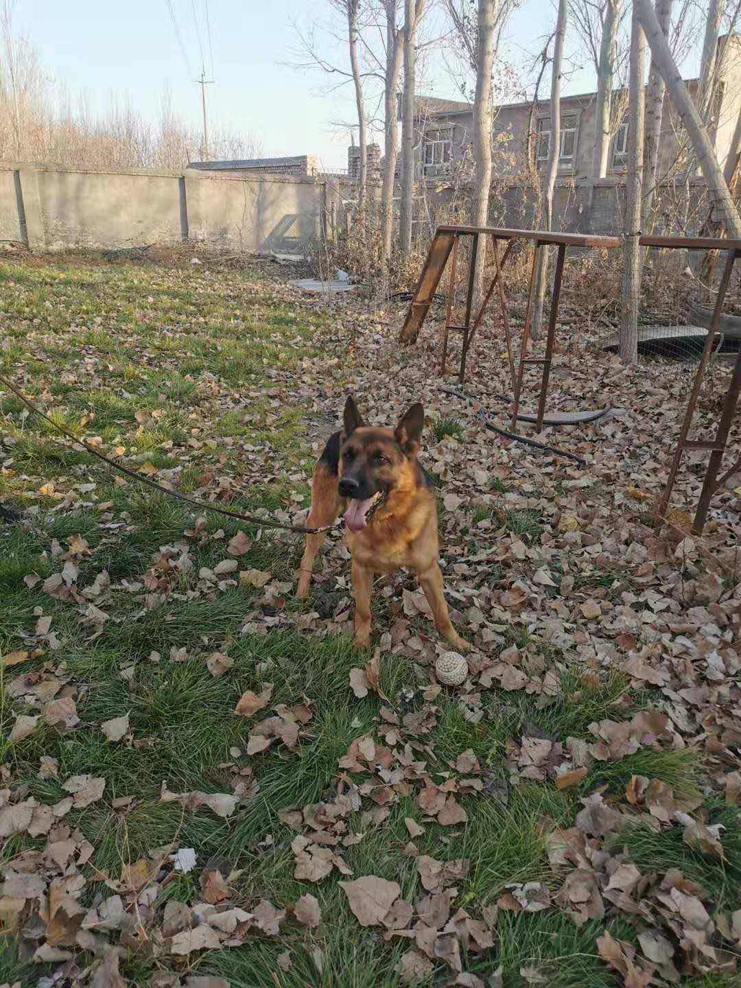 老血昆明犬黑背