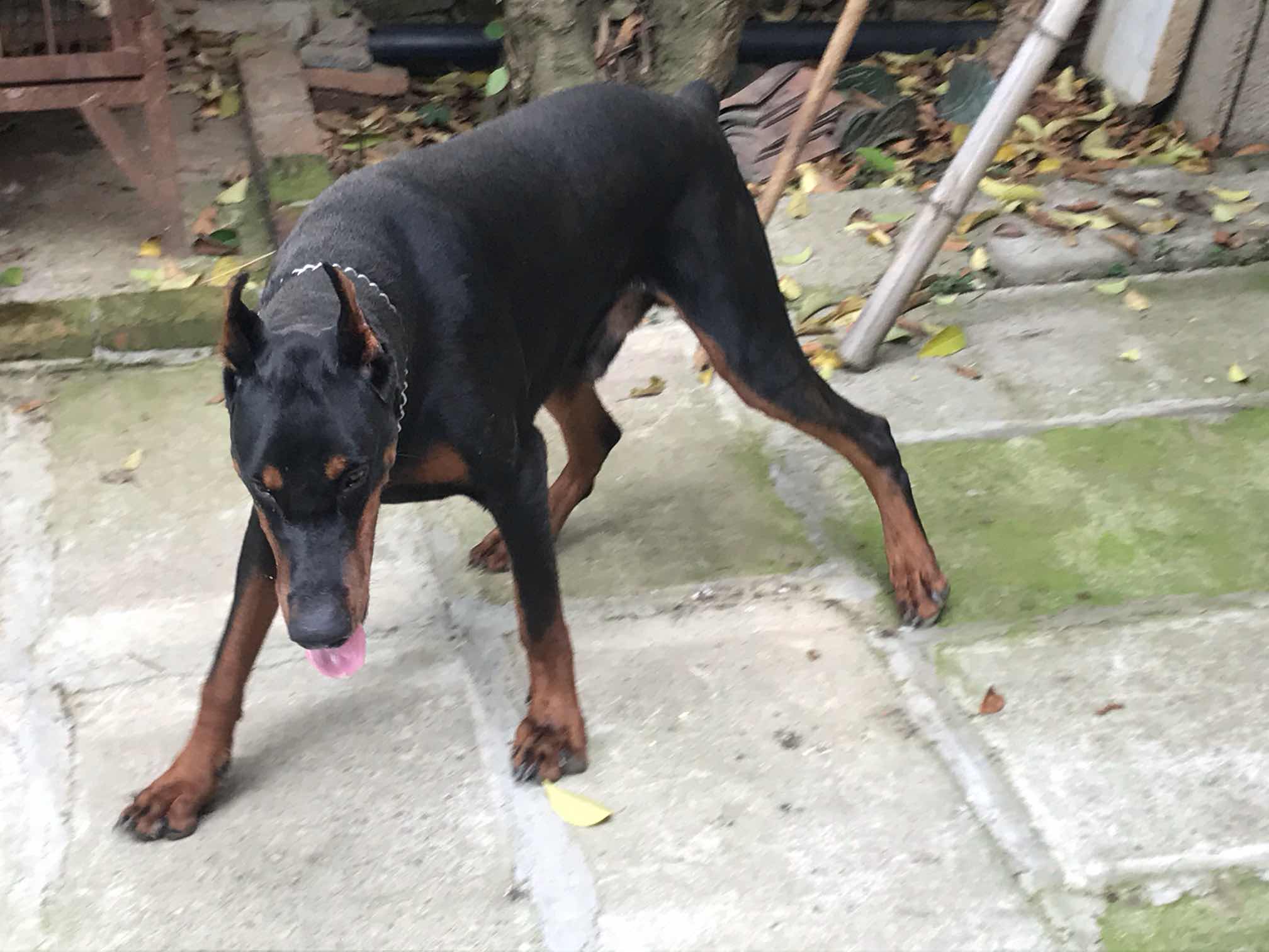 苏州一岁11个月德系杜宾种公出售 - 杜宾犬交易 - 猛犬俱乐部-中国