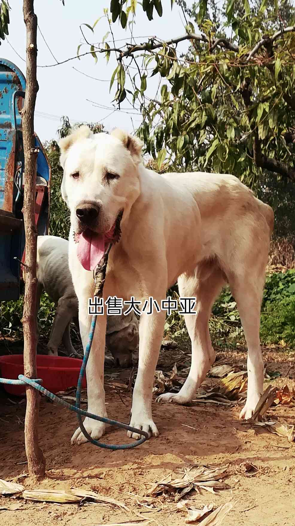 出售中亚牧羊犬,江苏徐州