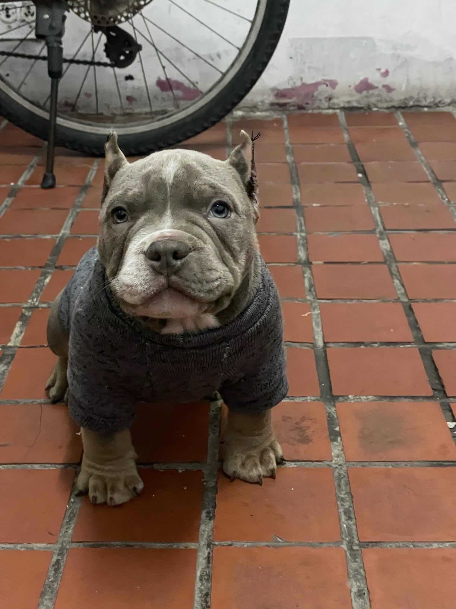 红魔回血直子大力成长记录贴 - 恶霸犬 - 猛犬俱乐部-中国具有影响力