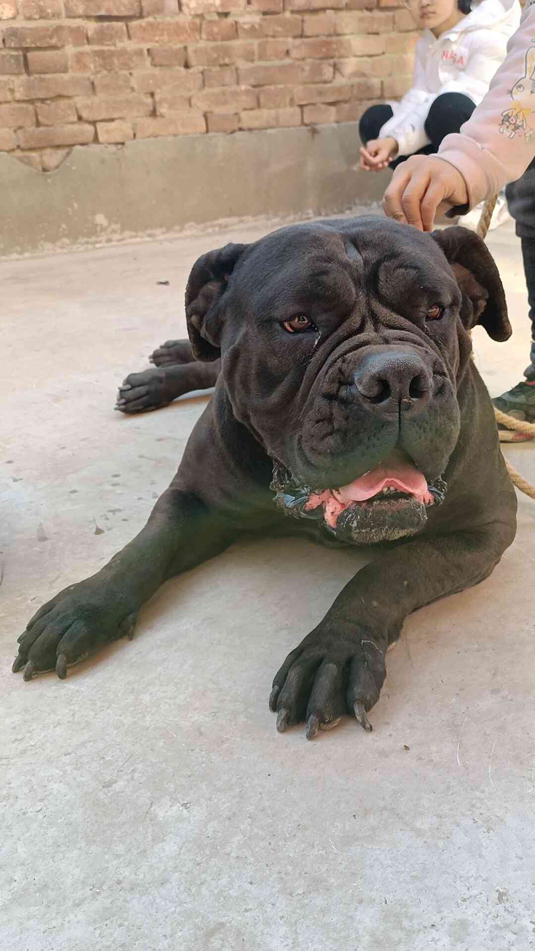 來發個新貼,這裡怎麼全都是以前的老貼子 - 南非獒 - 猛犬俱樂部-中國