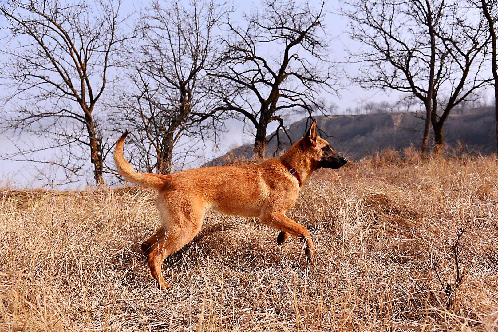 破军孙子出售 - 马犬交易 - 猛犬俱乐部-中国具有影响力的猛犬网站