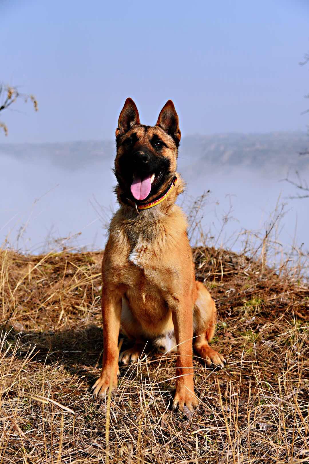 豹威孫子特價出 - 馬犬交易 - 猛犬俱樂部-中國具有影響力的猛犬網站