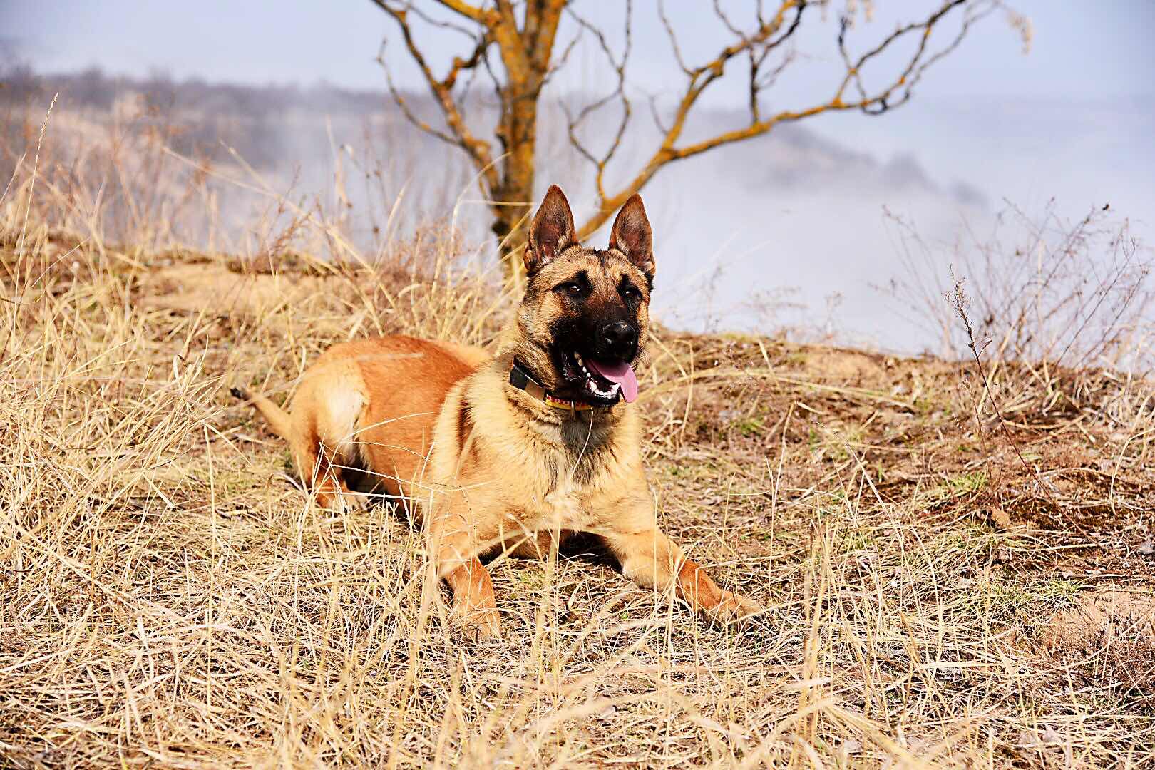 豹威孙子特价出 - 马犬交易 - 猛犬俱乐部-中国具有影响力的猛犬网站