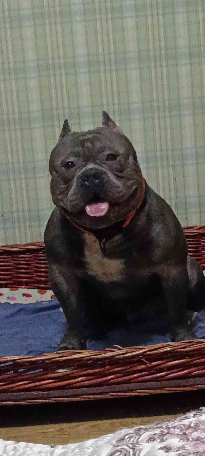 求恶霸犬的好看图片,最好是多只狗 - 恶霸犬 - 猛犬俱乐部-中国具有