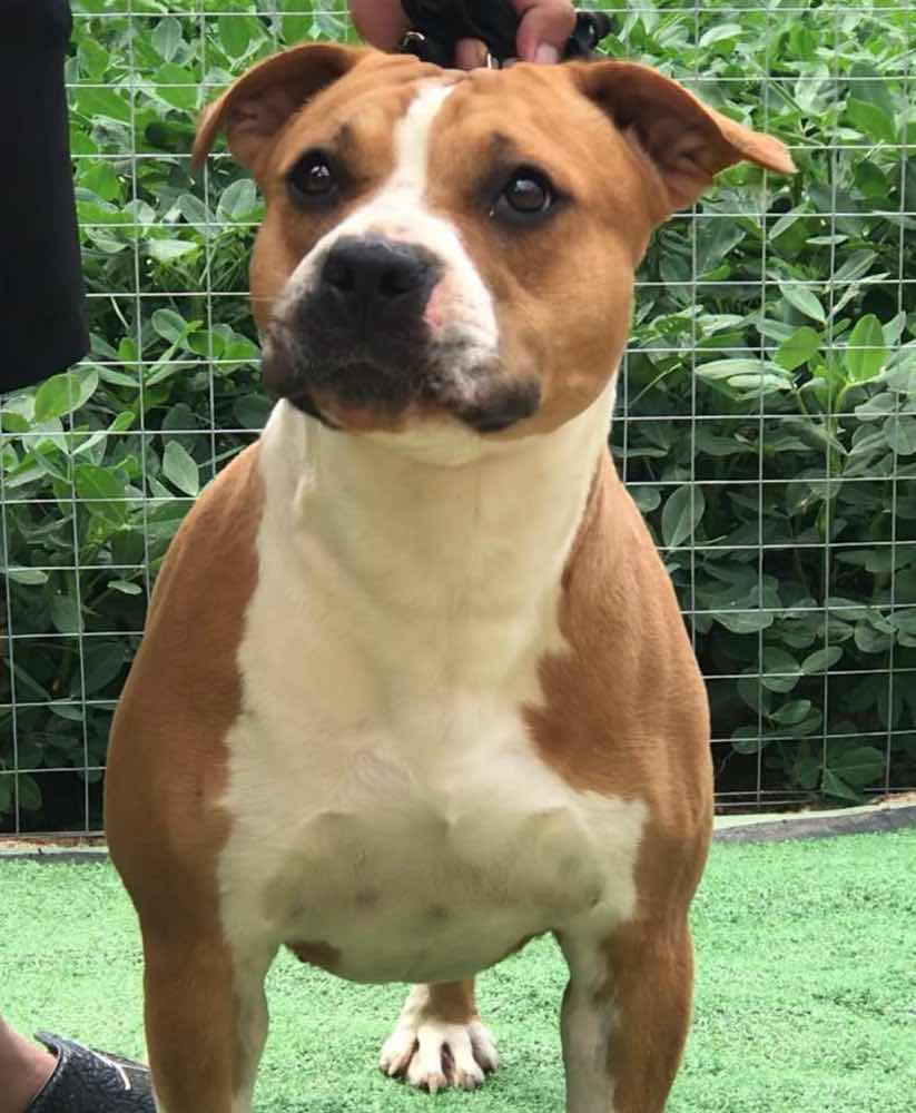 引进冠军犬直子高品质小公