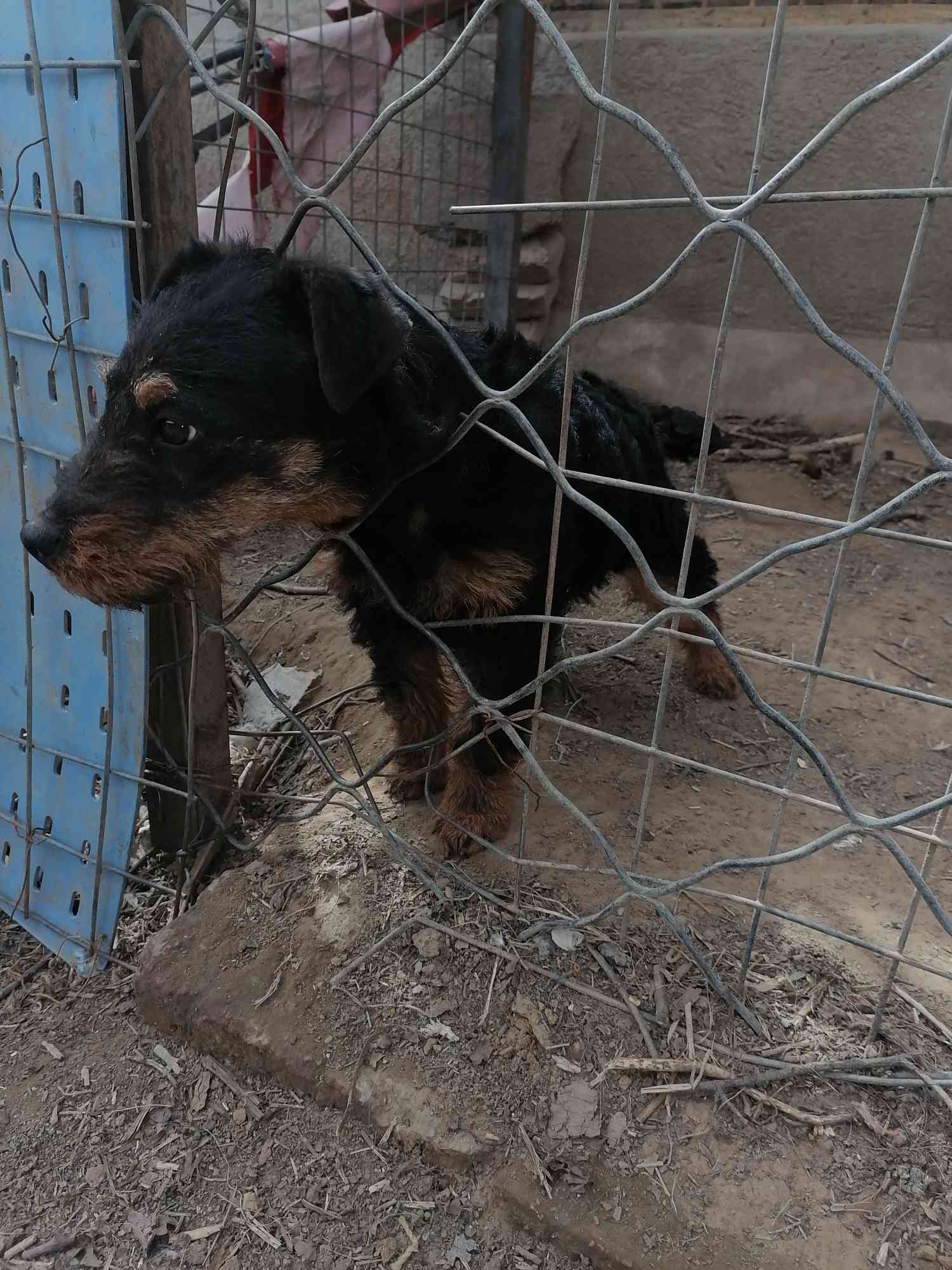 猎梗犬打猎缺点优点图片