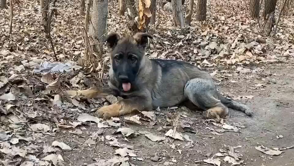 狼灰东德公三个月带出生纸芯片,支持中介 - 综合工作犬交易 - 猛犬