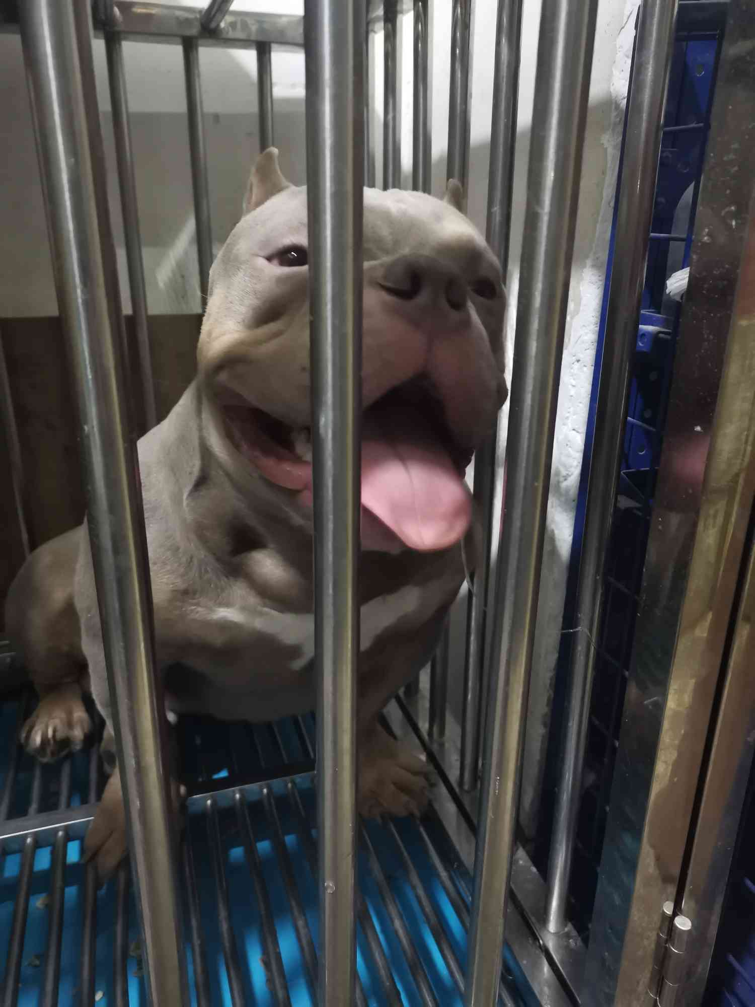 7个月,巴顿 恶霸犬 猛犬俱乐部-中国具有影响力的猛犬网站