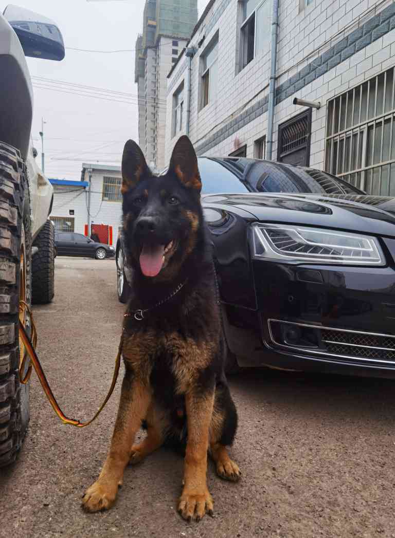 6个月太极色东德小种公3800