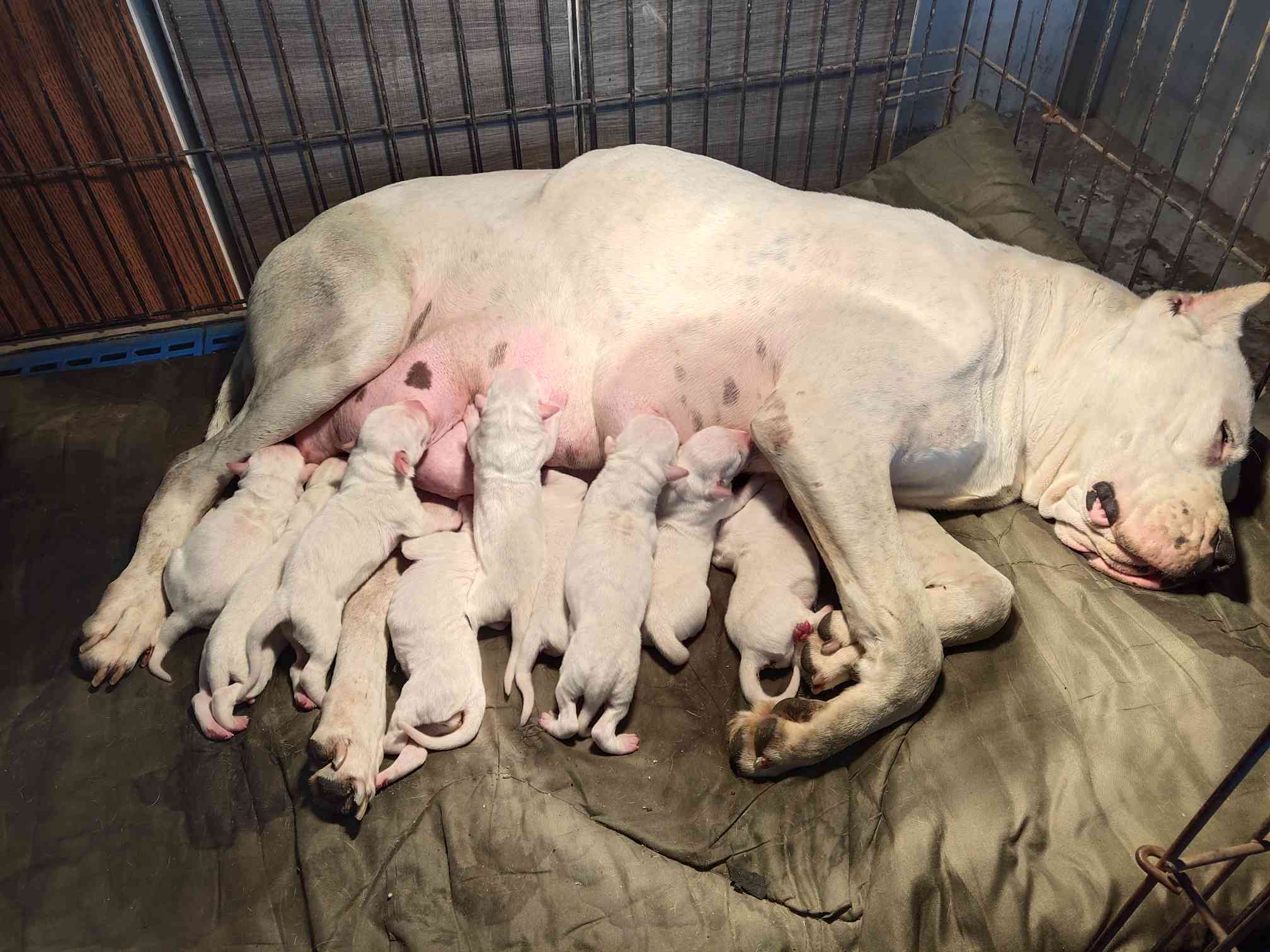 河北保定腾达杜高,萨隆v安迪的孩子 - 杜高犬 - 猛犬俱乐部-中国具有