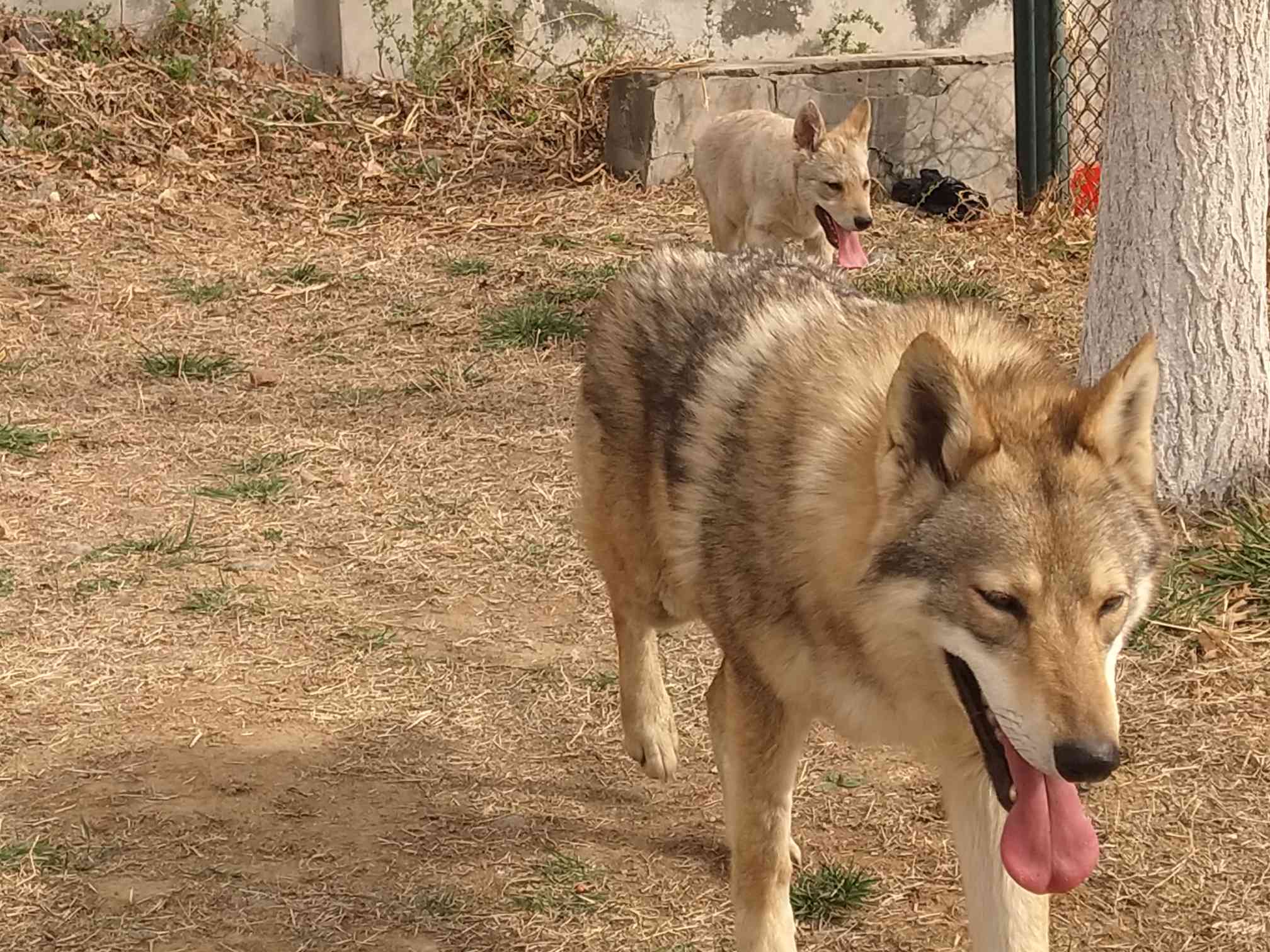 捷克狼犬在中国有卖吗图片
