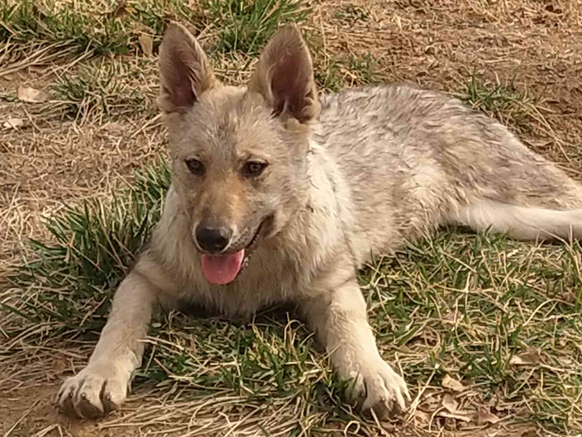 捷克狼犬价格售价图片