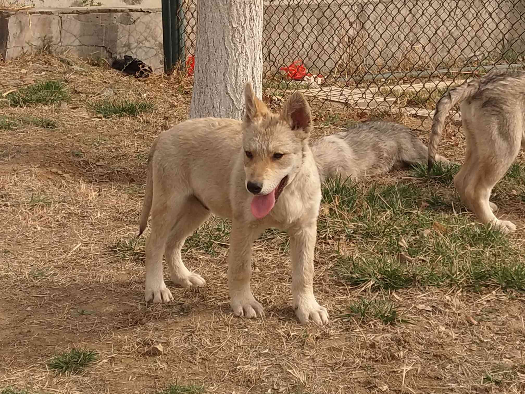 捷克犬种图片