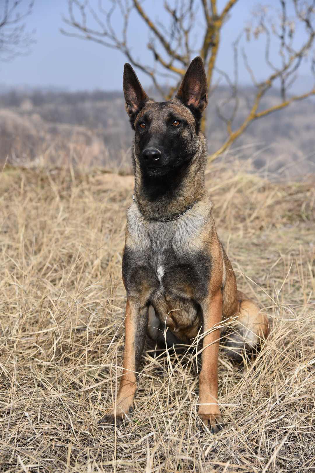 三月龄血统小公出售 - 马犬交易 - 猛犬俱乐部-中国具有影响力的猛犬