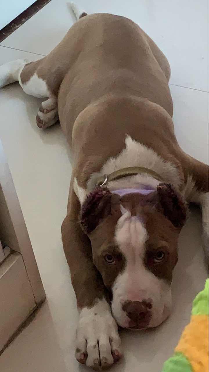 阿德曼血 比特犬