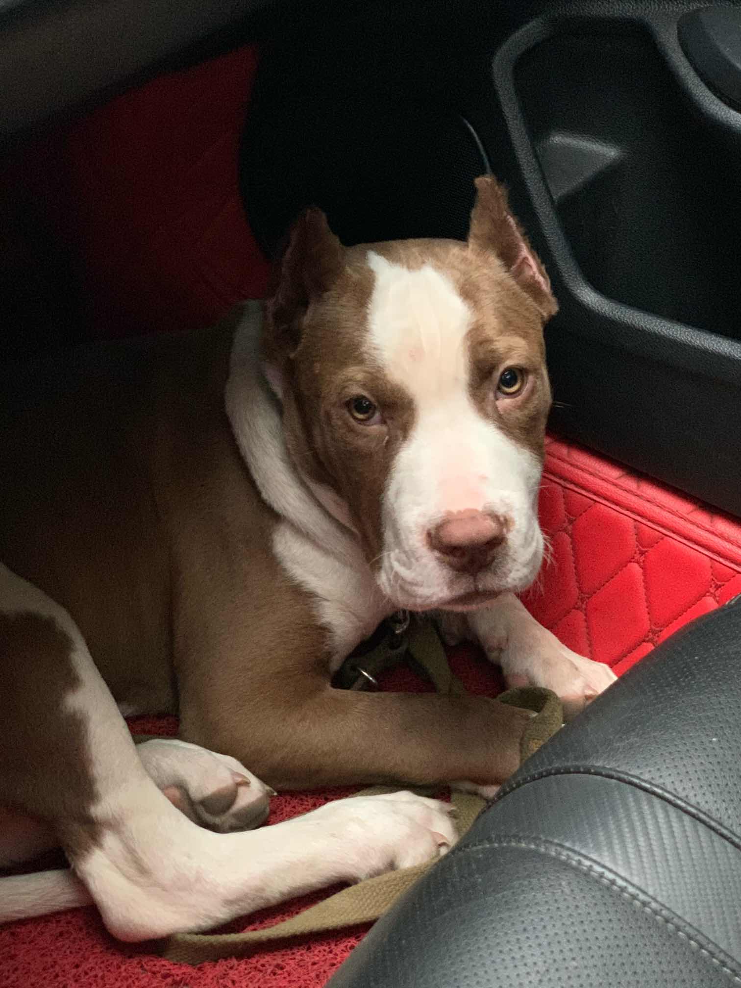 阿德曼血 比特犬