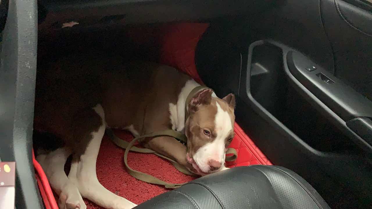 阿德曼血 比特犬