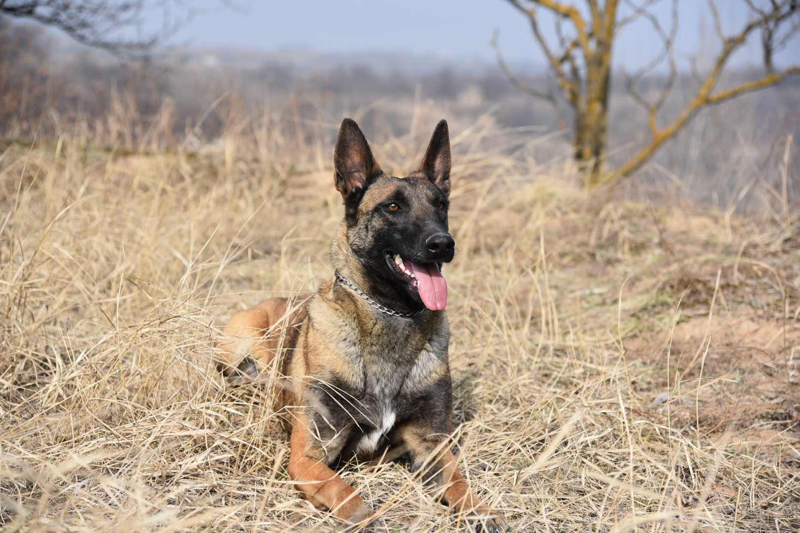 血统暴躁小母狗出售 - 马犬交易 - 猛犬俱乐部-中国具有影响力的猛犬