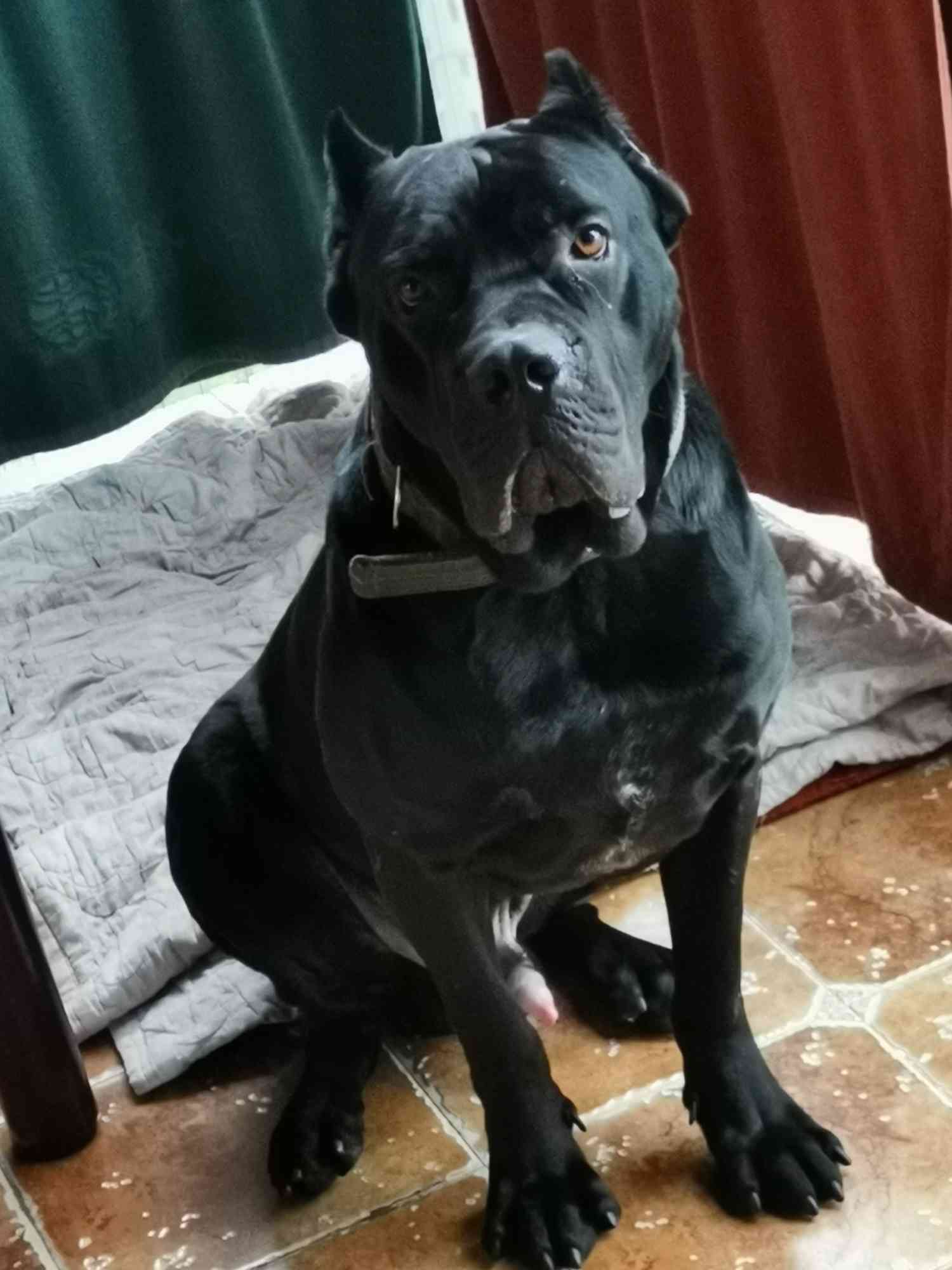 黑色的大狗品种图片