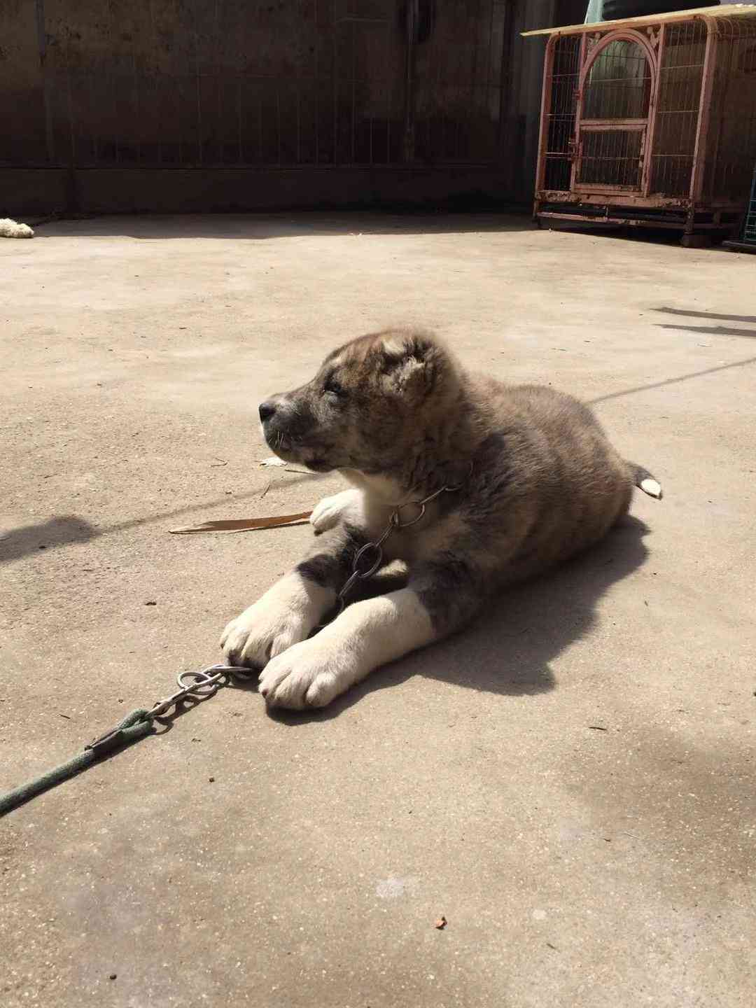 河南周口出售一条中亚牧羊犬两月龄黄虎皮母狗