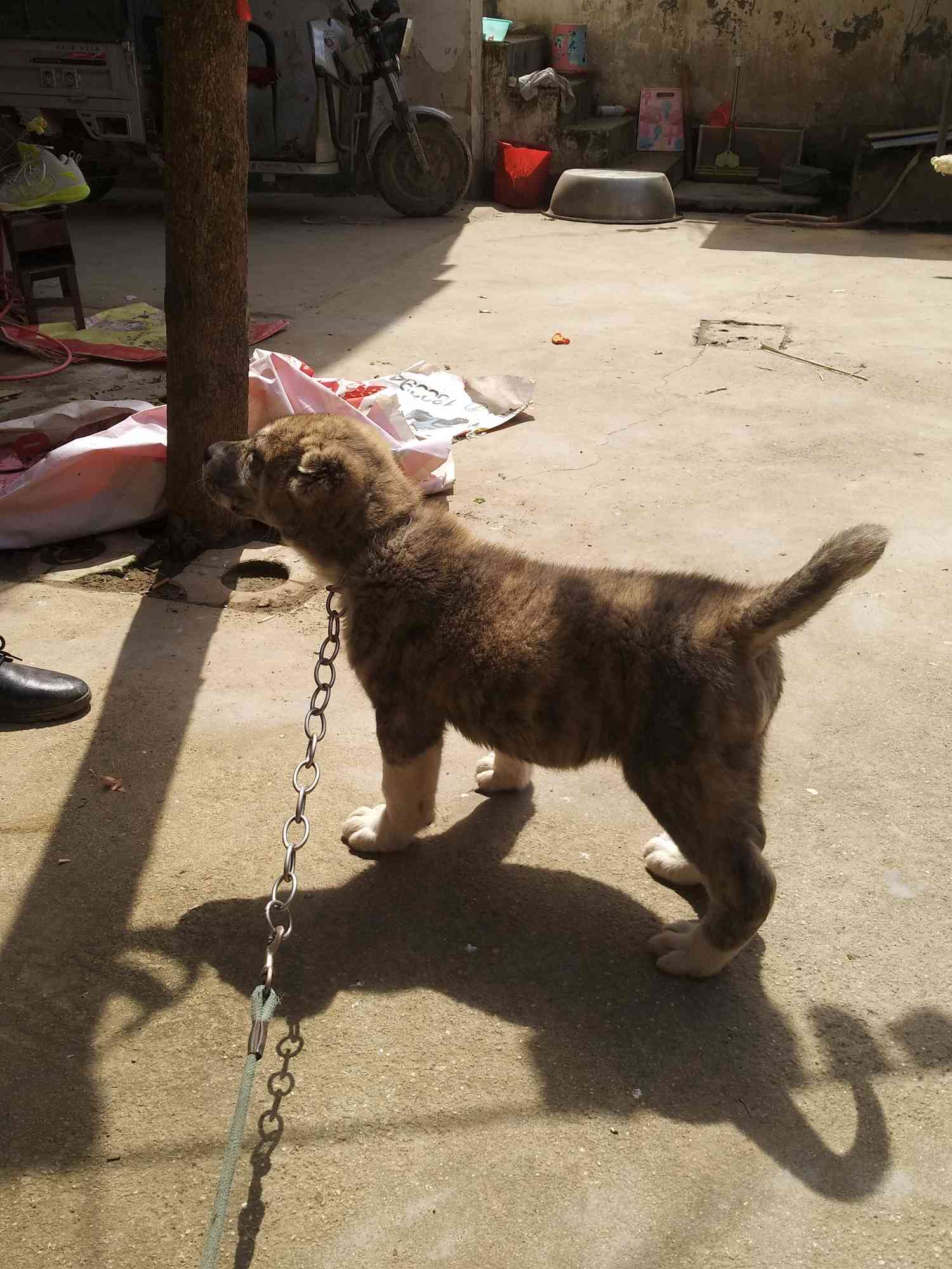 河南周口出售一条中亚牧羊犬两月龄黄虎皮母狗