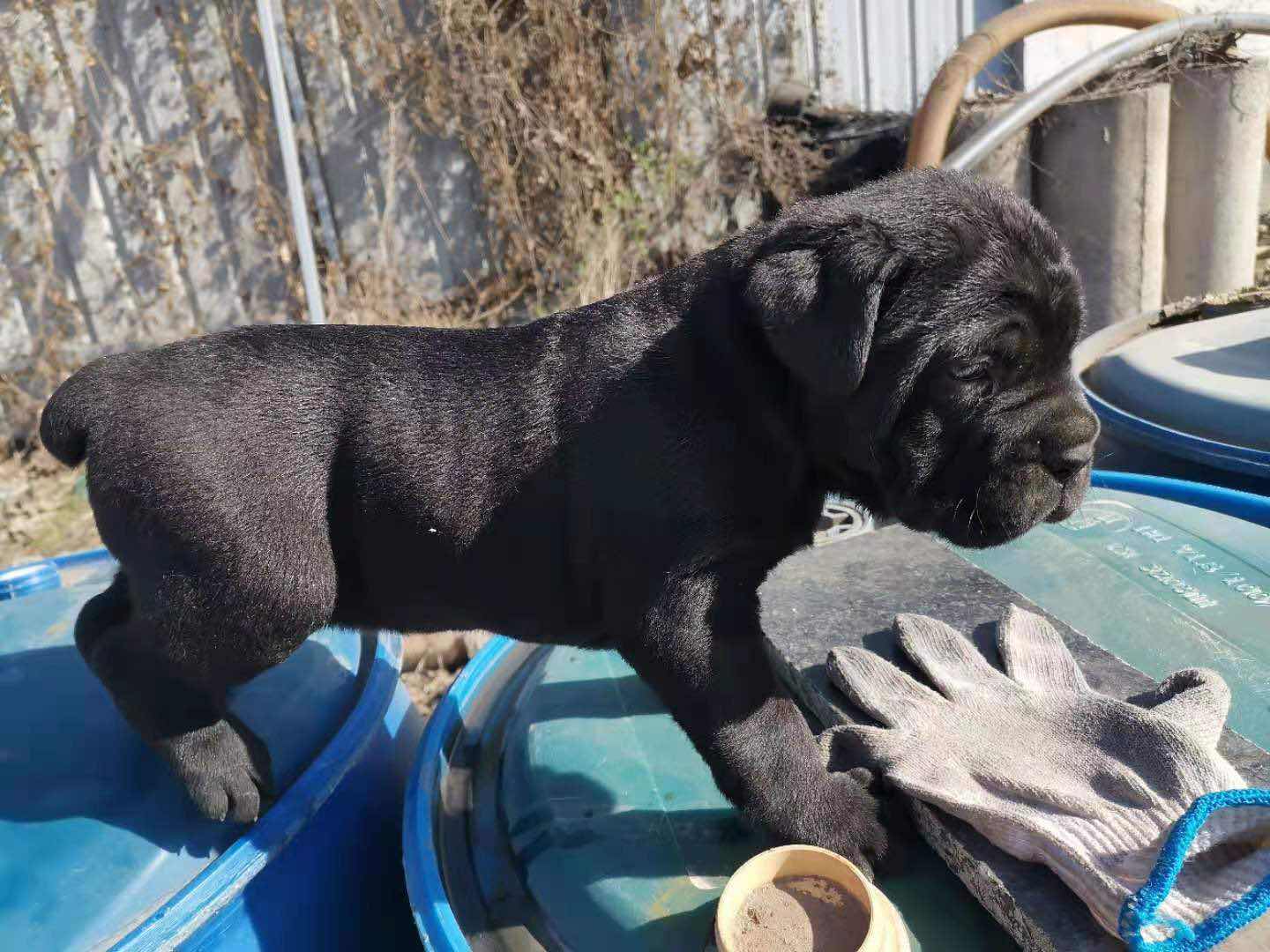 或者換個小公,虎斑勿擾 - 卡斯羅交易 - 猛犬俱樂部-中國具有影響力的