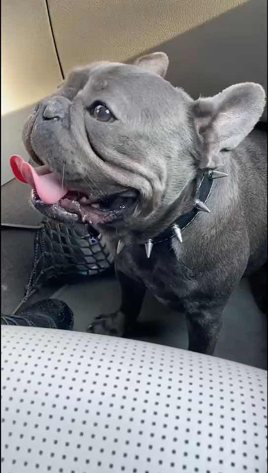 赛级血统纯正蓝牛