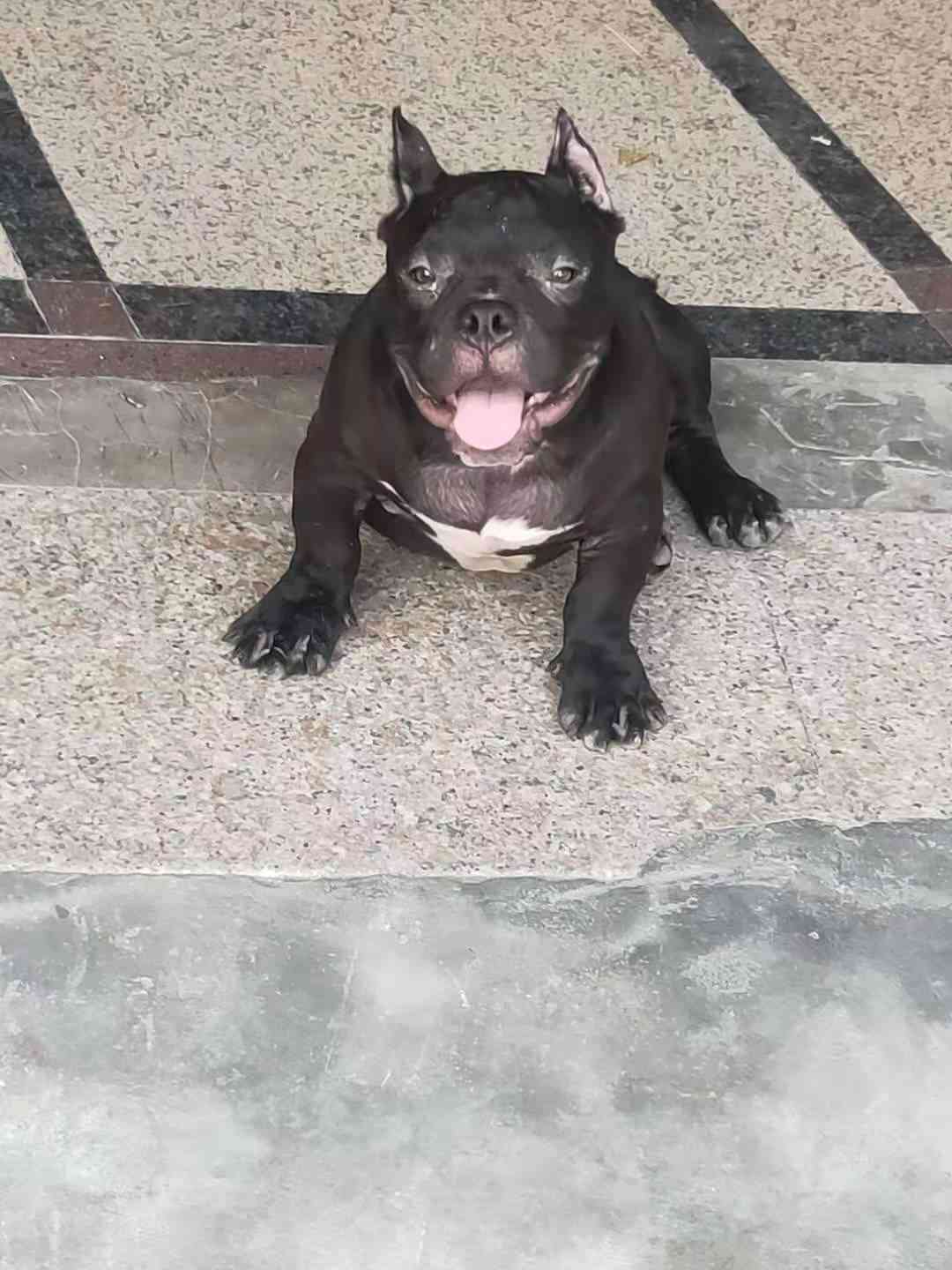 恶霸黑旋风满一岁纪念