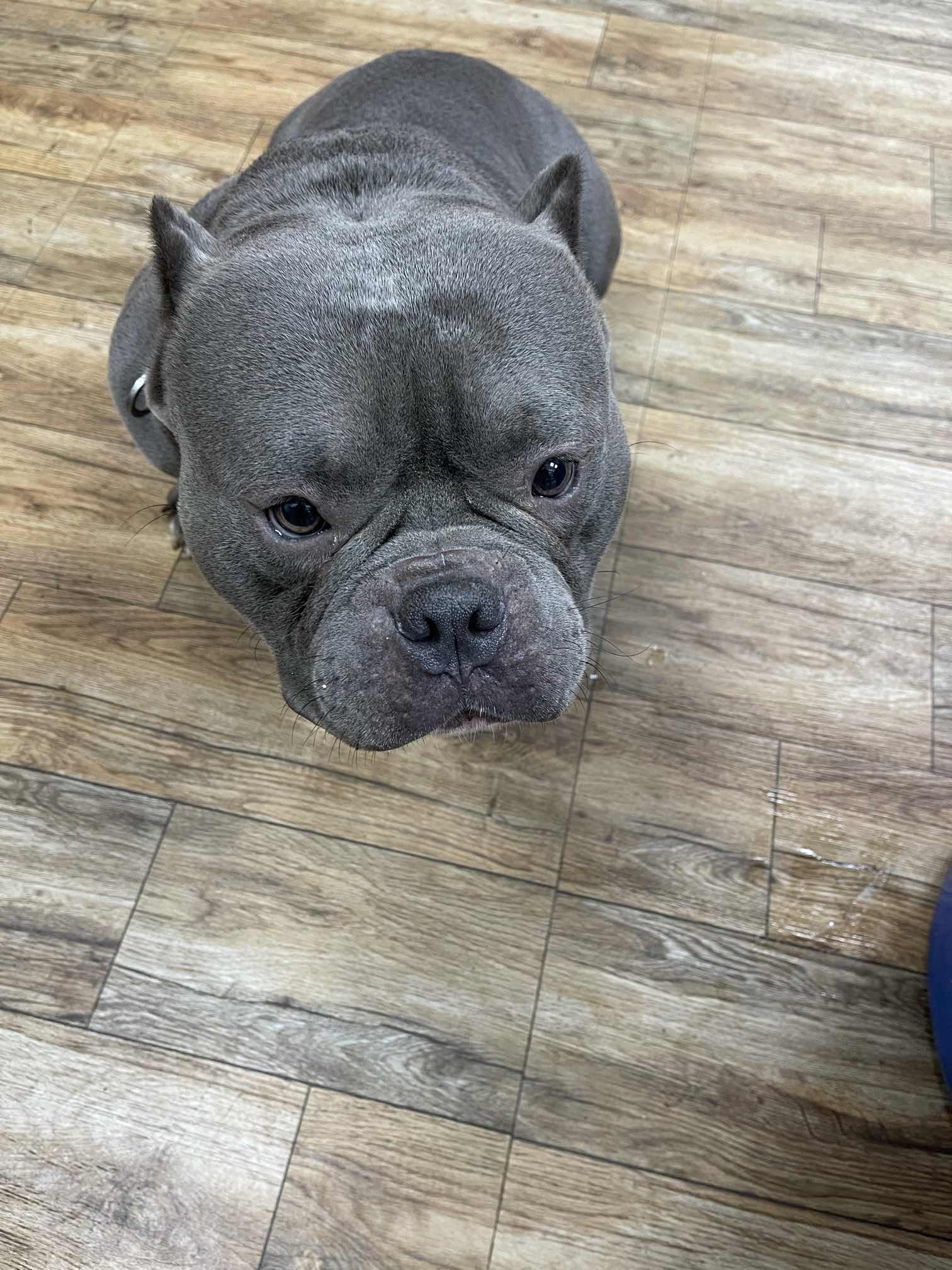 蓝色恶霸 - 恶霸犬 - 猛犬俱乐部-中国具有影响力的猛犬网站