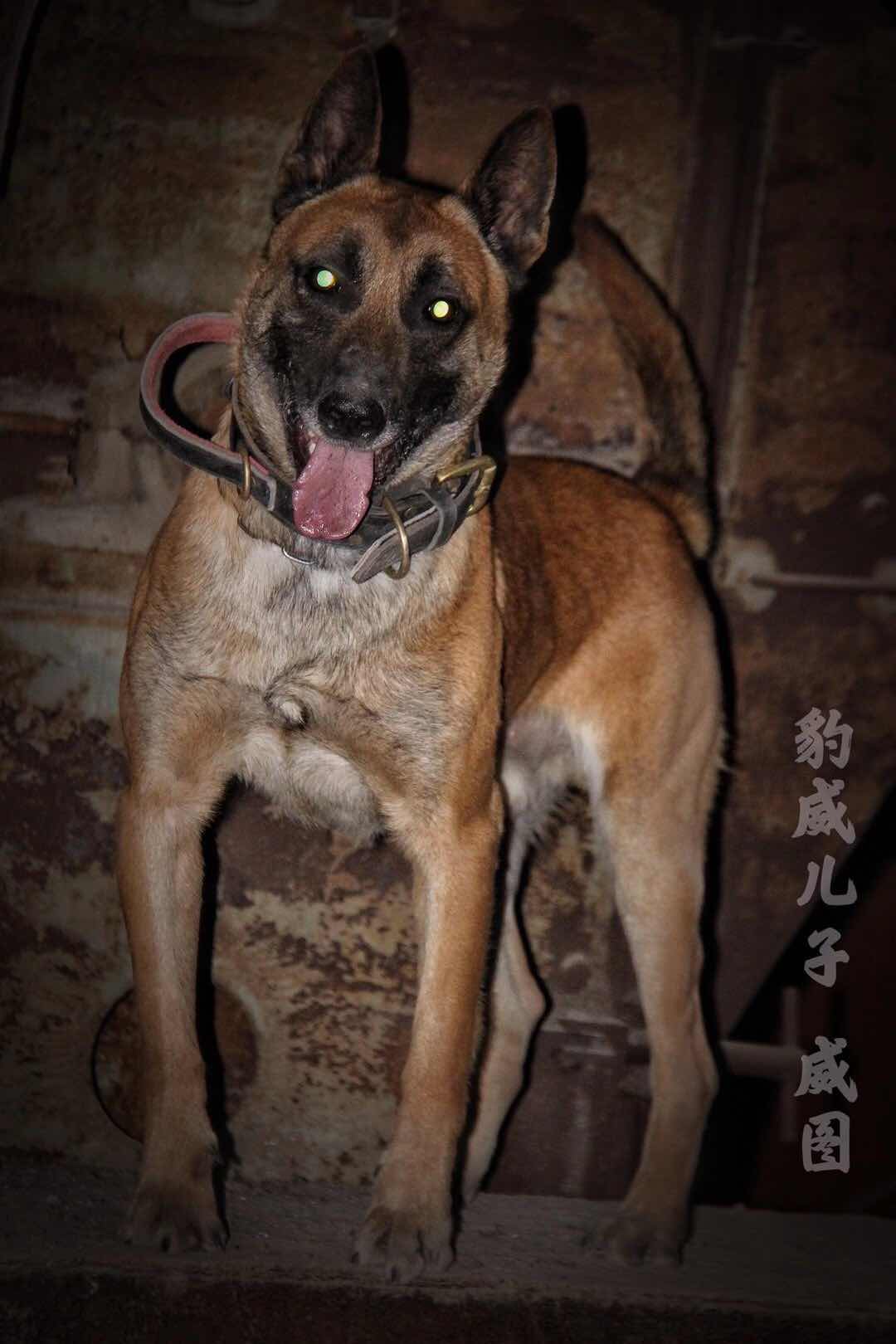 马犬皮图简介图片