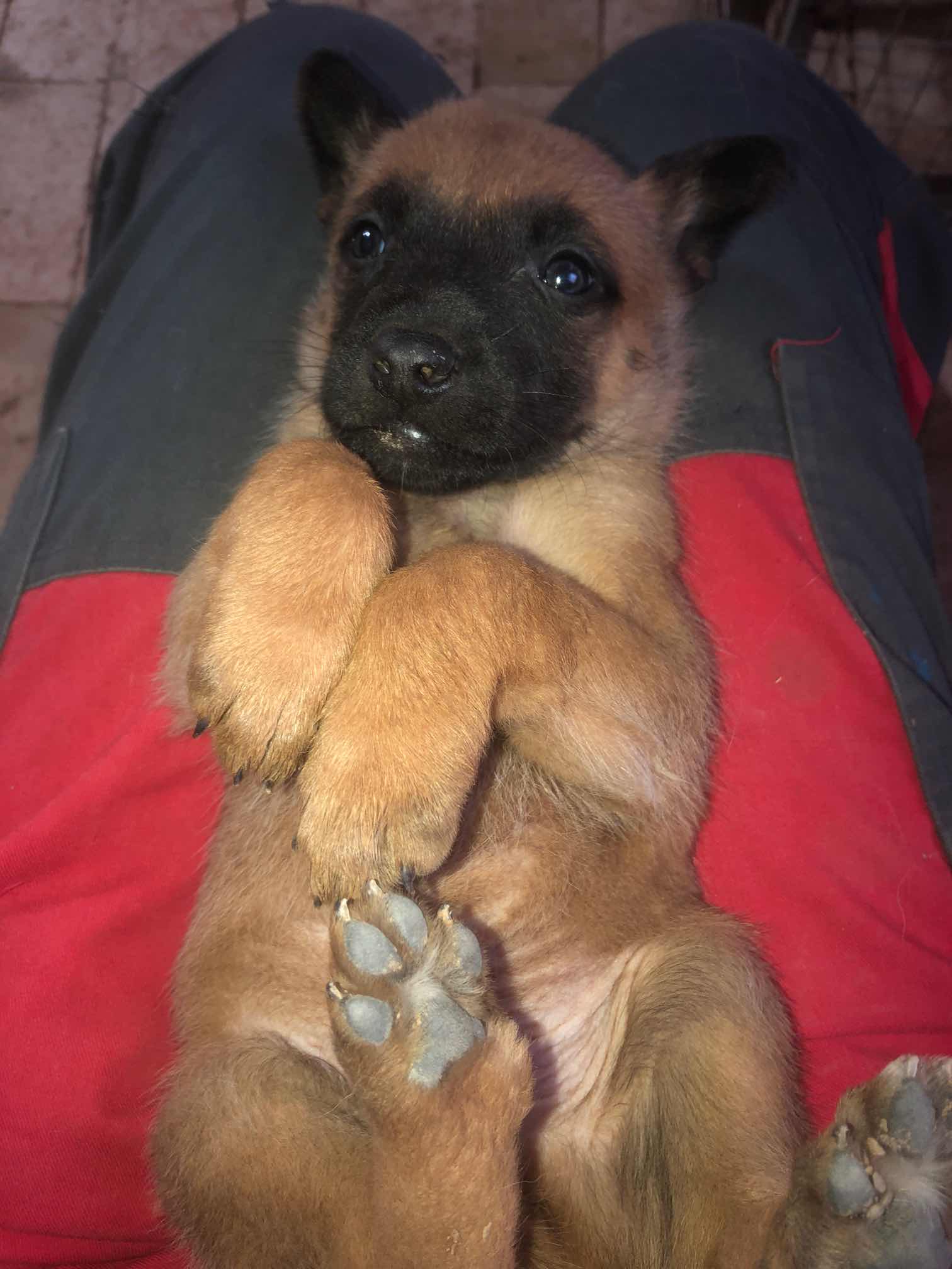 豹威儿子威图搭配霸道女儿小狗开始预定 - 马犬交易 - 猛犬俱乐部