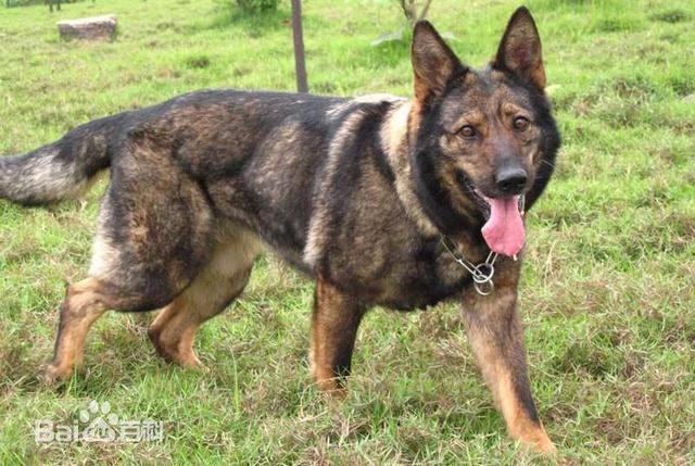 常年出售东德牧羊犬幼犬,问问党别来支持中介
