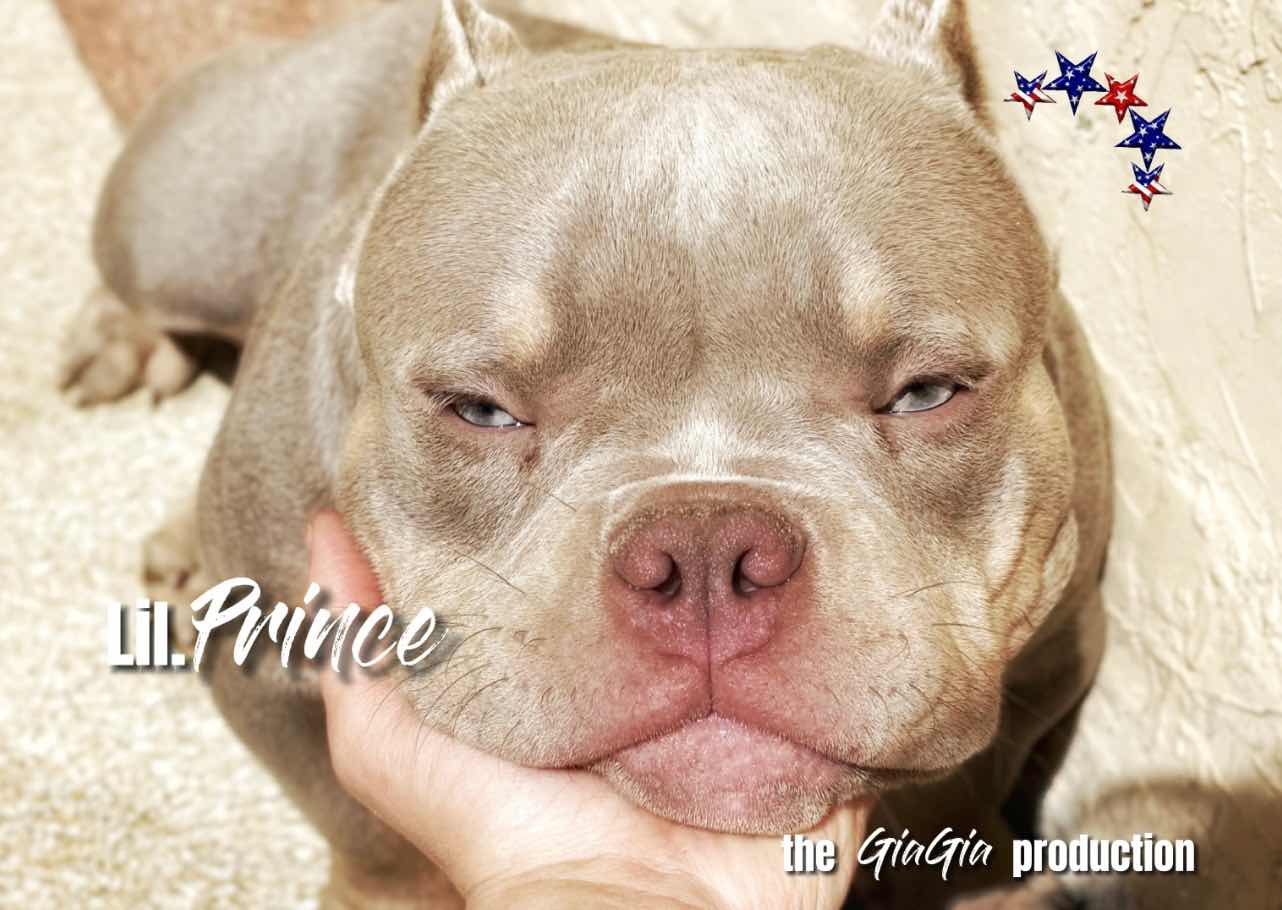 lil.prince重金转会美国北卡,giagia血系火爆美帝