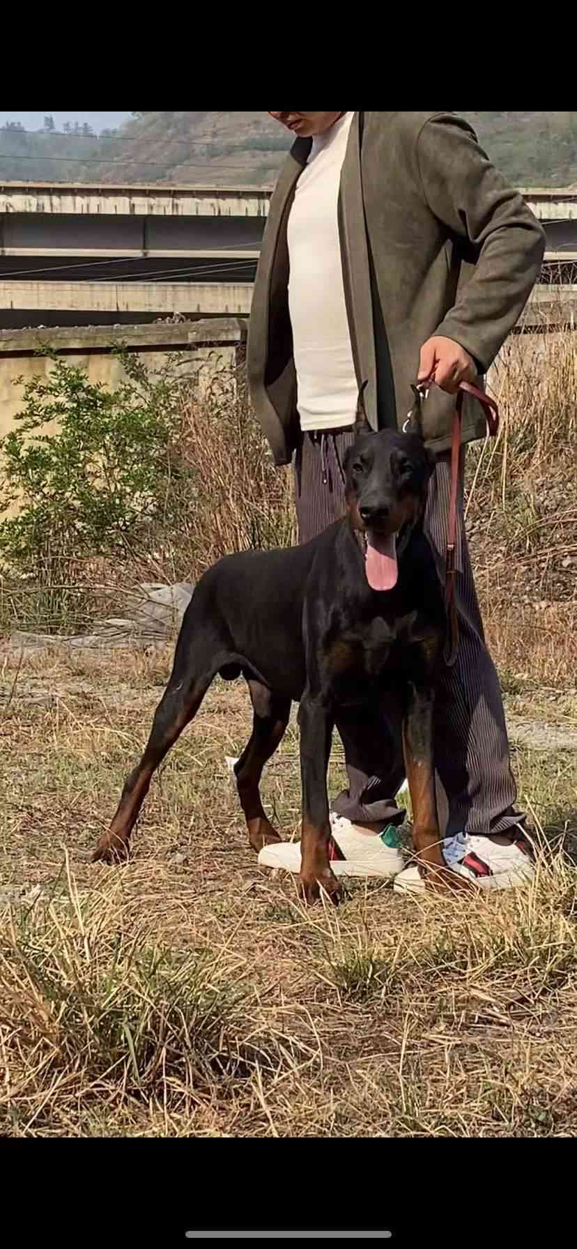 杜宾出售,狗差一个月两岁,带证书 - 杜宾犬交易 - 猛犬俱乐部-中国