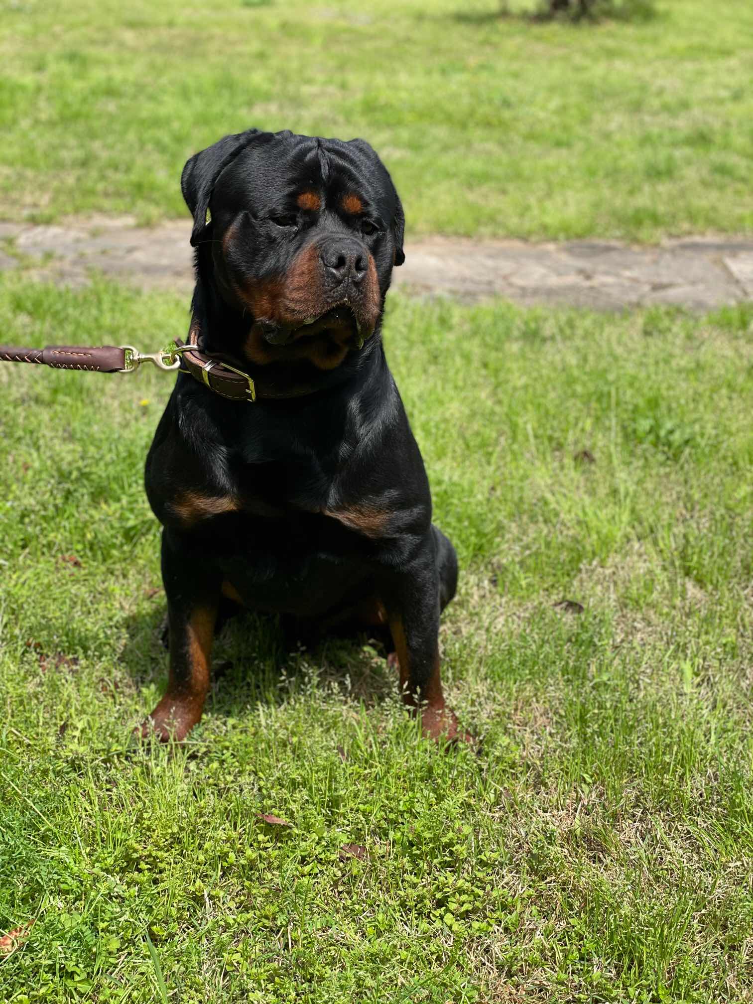 大头娃娃 - 罗威纳 - 猛犬俱乐部-中国具有影响力的猛犬网站