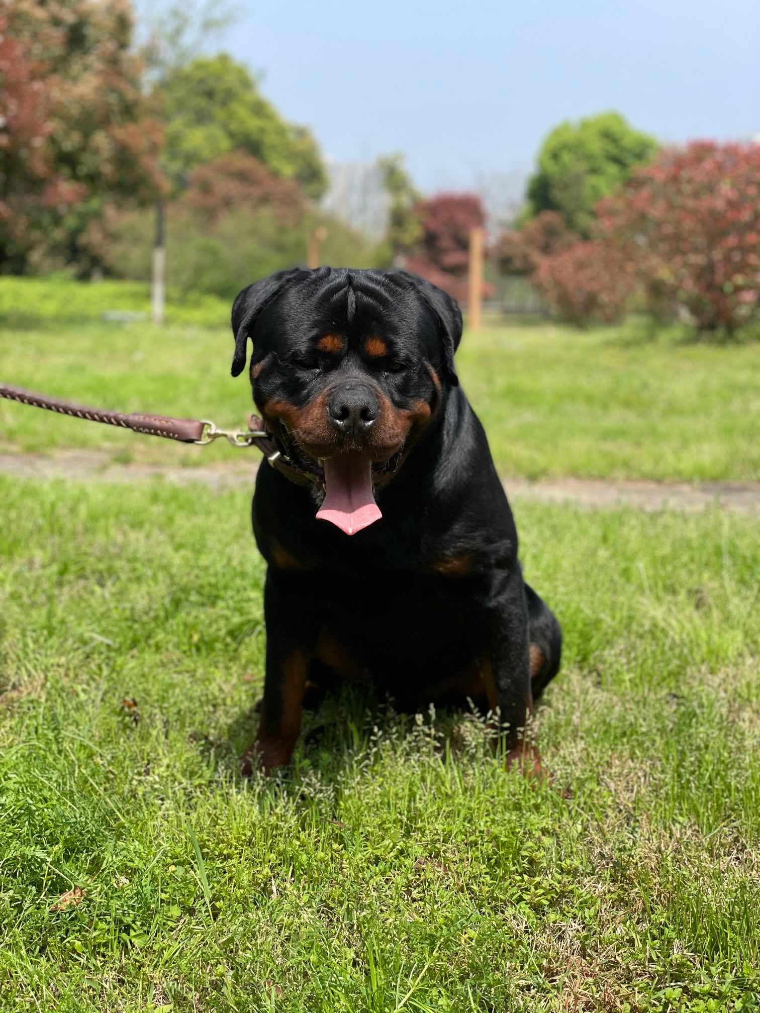 大头娃娃 - 罗威纳 - 猛犬俱乐部-中国具有影响力的猛犬网站
