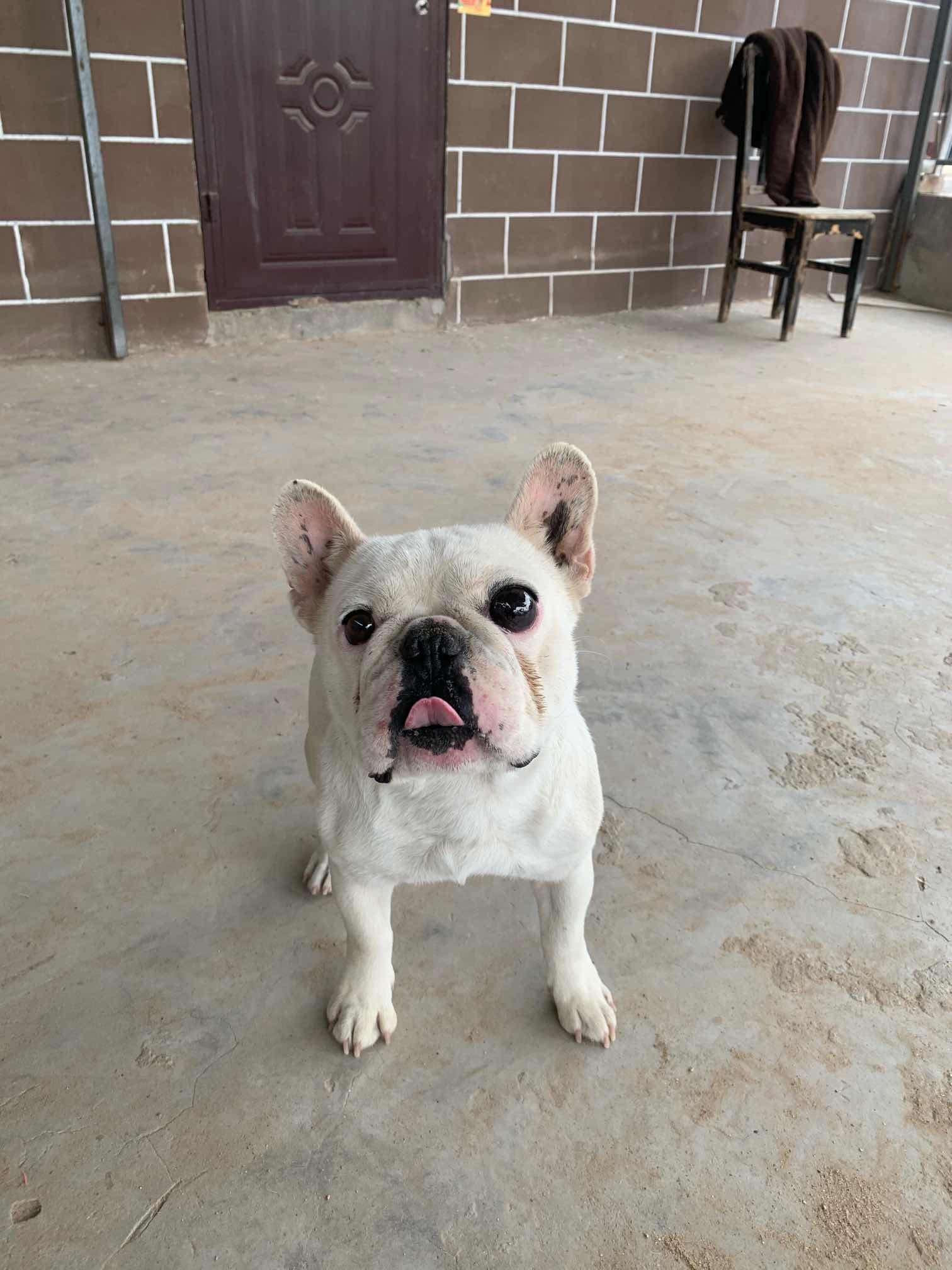 纯种法国斗牛犬公