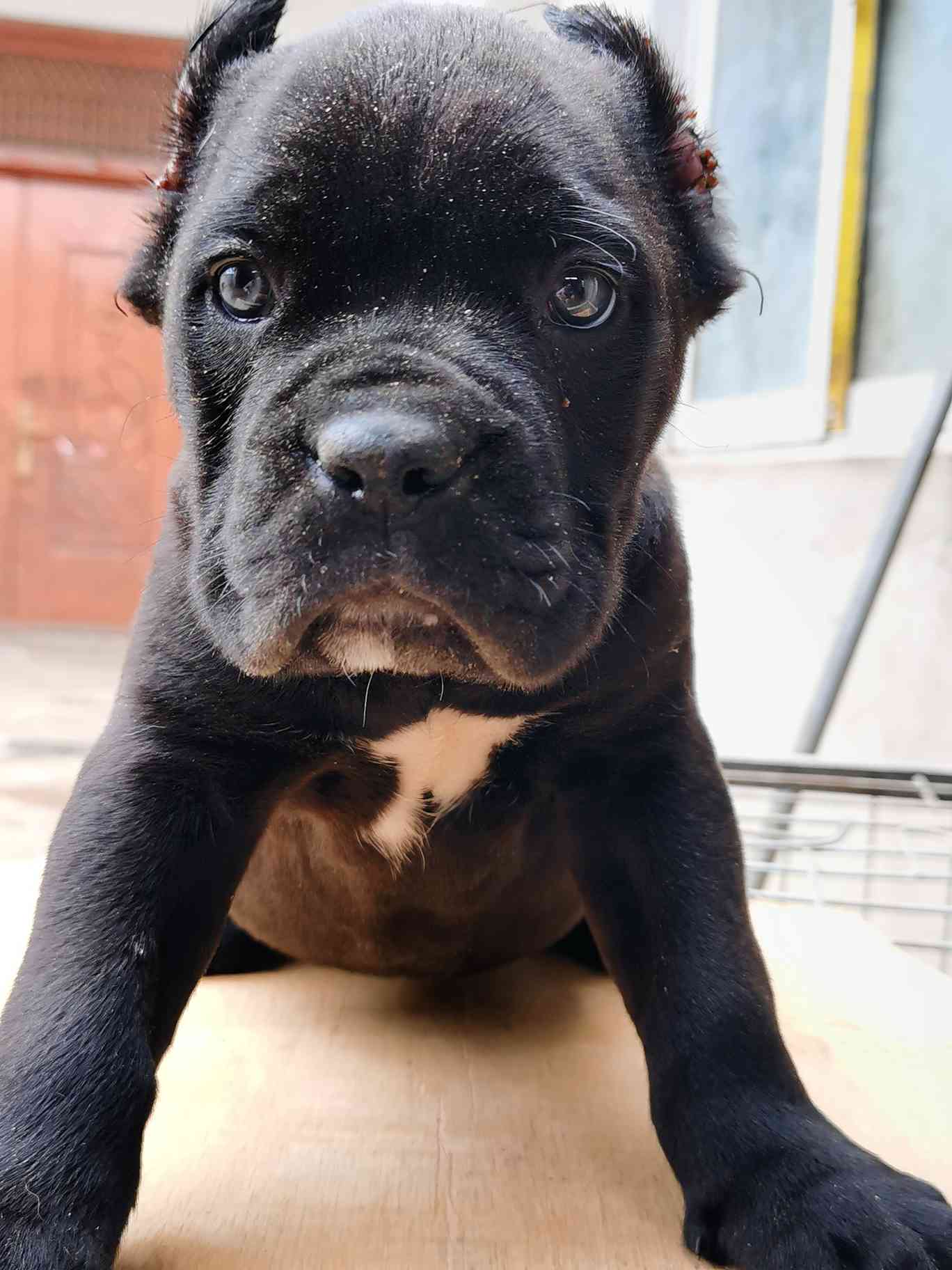 小卡斯罗,自家养殖